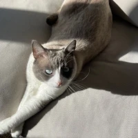Adopta a Hamousa