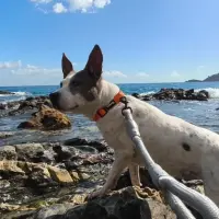 Adopta a Lati