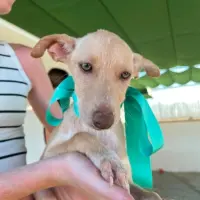 Adopta a Isa Preciosa Cachorrita Tlf 645978718