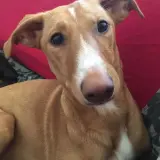 Adopta a Helga