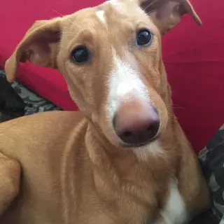 Helga