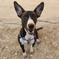 Adopta a Pimienta
