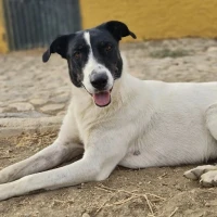 Adopta a Maca