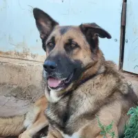 Adopta a Mufasa