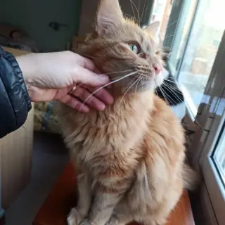 Biscuit