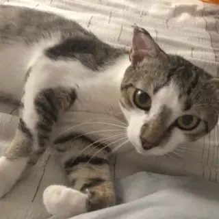 Chovi