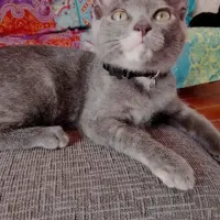 Adopta a Salvia