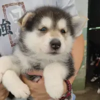 Adopta a Omega