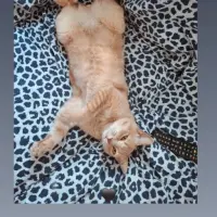 Adopta a Simba