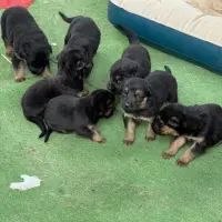 Adopta a Camada Pastor Alemán