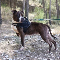 Adopta a Vanjie