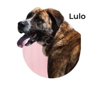 Adopta a Lulo