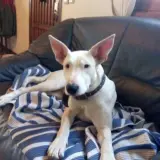 Adopta a Tormenta