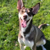 Adopta a Fenty