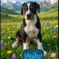 Adopta a Yelko