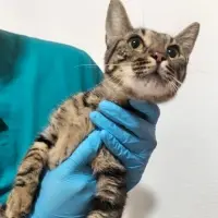 Adopta a Cataleya