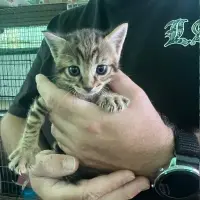 Adopta a Sombra
