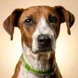 Adopta a Estrella