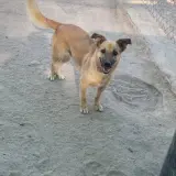 Adopta a Sony