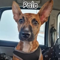 Adopta a Palo