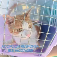 Adopta a Luck