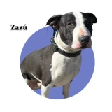 Adopta a Zazú