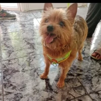Adopta a Moisés