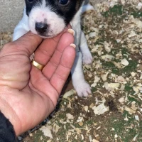 Adopta a Camada 2