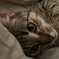 Adopta a Ofelia