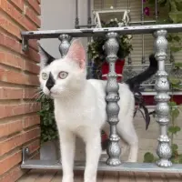 Adopta a Minino