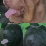 Adopta a 3 Shar Pei Mini Adultos