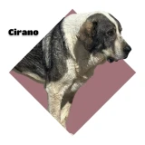 Adopta a Cirano