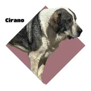 Cirano