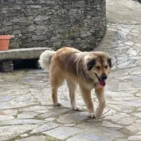 Adopta a Bocho