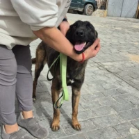 Adopta a Cleopatra, Malinois Tlf  645978718