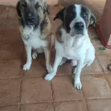 Adopta a Trueno