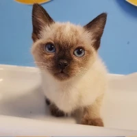 Adopta a Leia