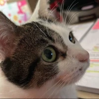 Adopta a Kisha