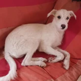 Adopta a Luka