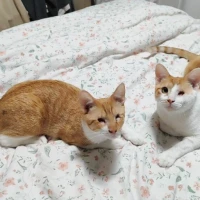 Adopta a Artemisa / Apolo