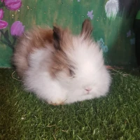 Adopta a (Residente)Dulce