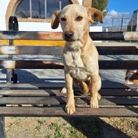 Adopta a Laica