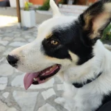 Adopta a Nano