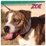Adopta a Zoe