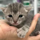 Adopta a Xerin