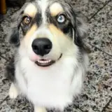 Adopta a Rex