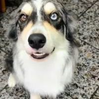 Adopta a Rex