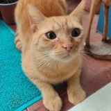 Adopta a Cheddar