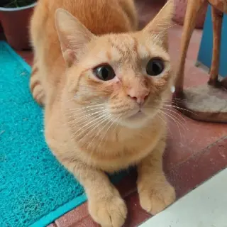 Cheddar