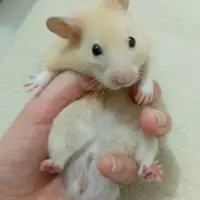 Adopta a Guanabanazo
